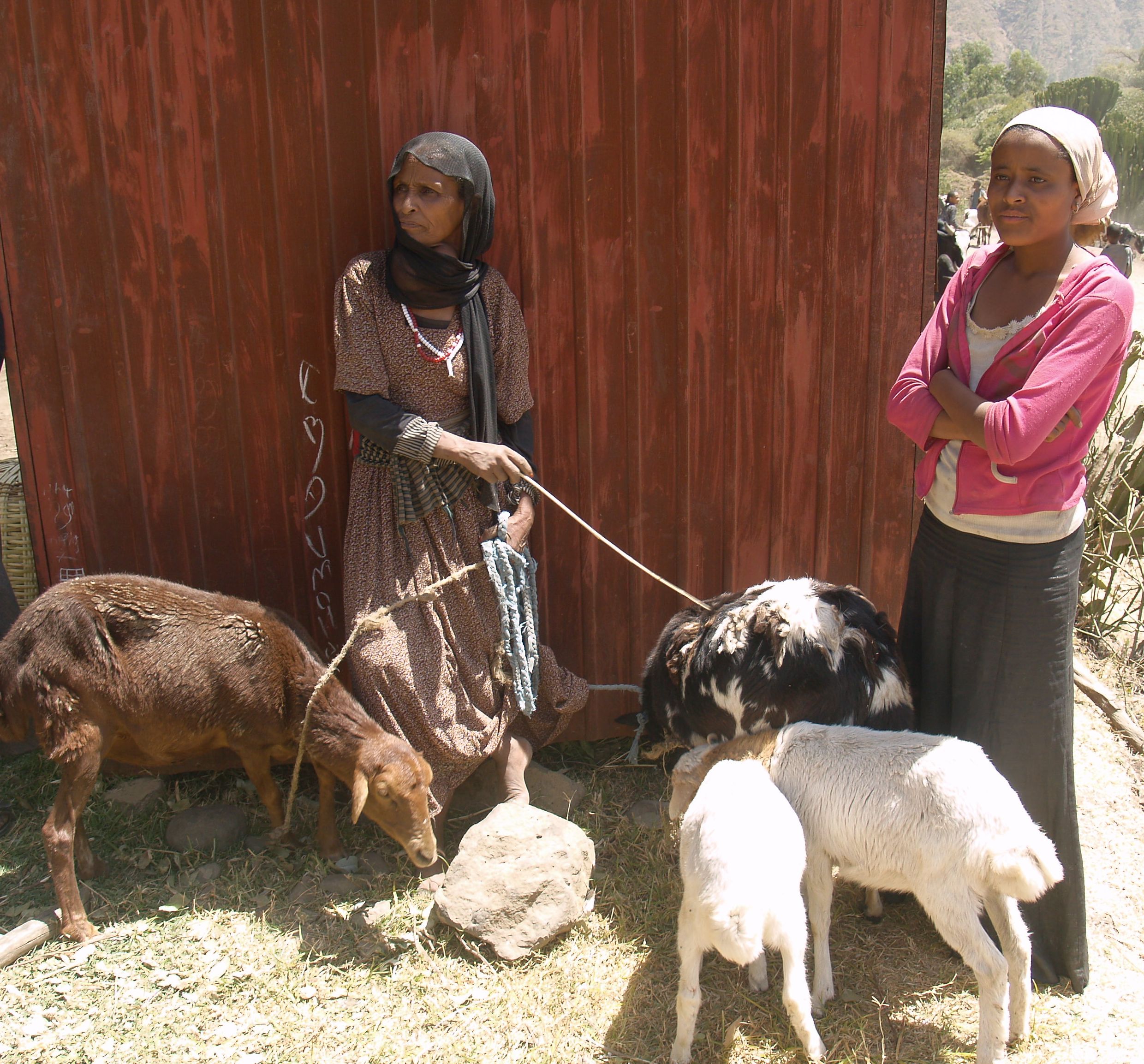 Naiset ja lampaat Etiopia