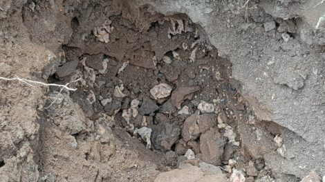 Maanläheinen kuva kivisestä maaperästä, jossa on näkyvissä juurien verkosto.