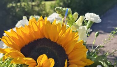 Auringonkukka ja valkoisia kukkia kimarassa, taustalla valkoinen rakennus, aurinkoinen päivä.