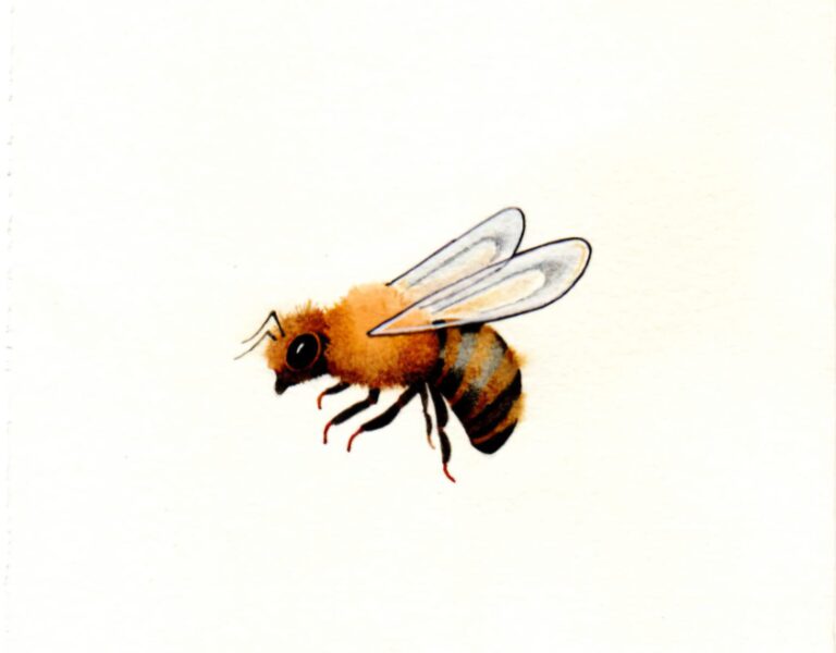 Piirros mehiläisestä lennossa kermanvärisellä taustalla, siivet levällään ja raidallinen vartalo.
