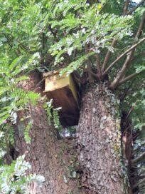 Puussa oleva linnunpönttö piilossa lehtien keskellä, pöntön päällä teksti BIRD CATCH BOX 016.