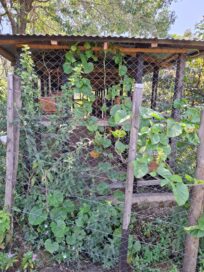 Verkolla ympäröity katos, jonka päällä ja seinillä kasvaa vehreitä köynnöskasveja puiden ympäröimänä.