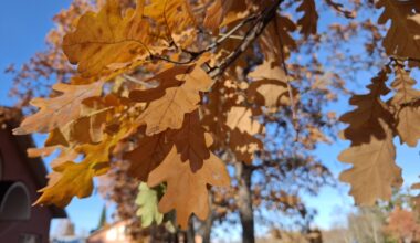 Ruskeita tammenlehtiä kirkkaassa auringonpaisteessa, taustalla epätarkasti rakennuksia ja sinistä taivasta.