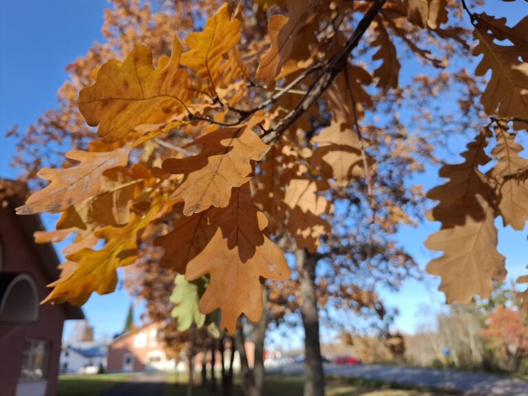 Ruskeita tammenlehtiä kirkkaassa auringonpaisteessa, taustalla epätarkasti rakennuksia ja sinistä taivasta.