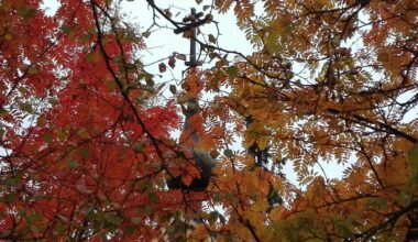 Syksynväriset lehdet puussa, taustalla hämärästi näkyy rakennuksen huippu ja risti harmaata taivasta vasten.