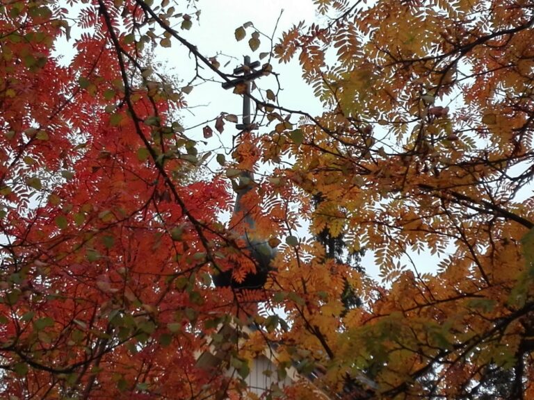 Syksynväriset lehdet puussa, taustalla hämärästi näkyy rakennuksen huippu ja risti harmaata taivasta vasten.