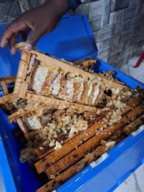 Kuvassa näkyy käsi, joka nostaa hunajakennoa sinisestä laatikosta, jossa on myös hunajakennojen jätteitä.